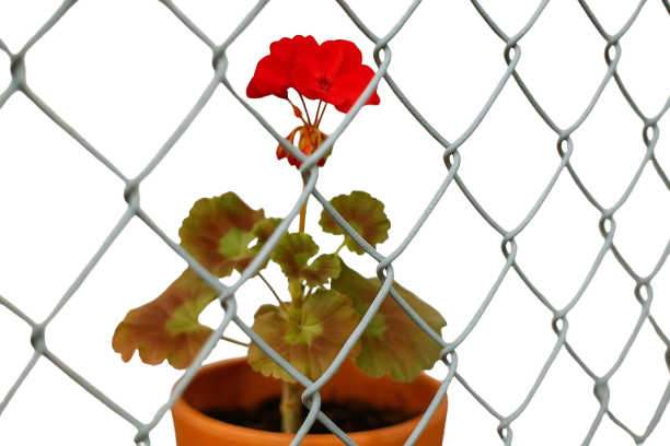 Какой нейросервис лучше удаляет фон: сравнение Remove.bg, Cutout.pro, Adobe Express, Pixelcut и LocalBG