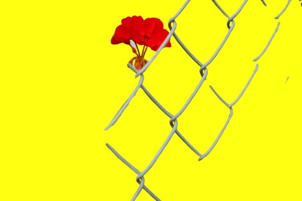 цветной фон в Cutout.pro